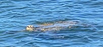 Sea turtles off the balcony