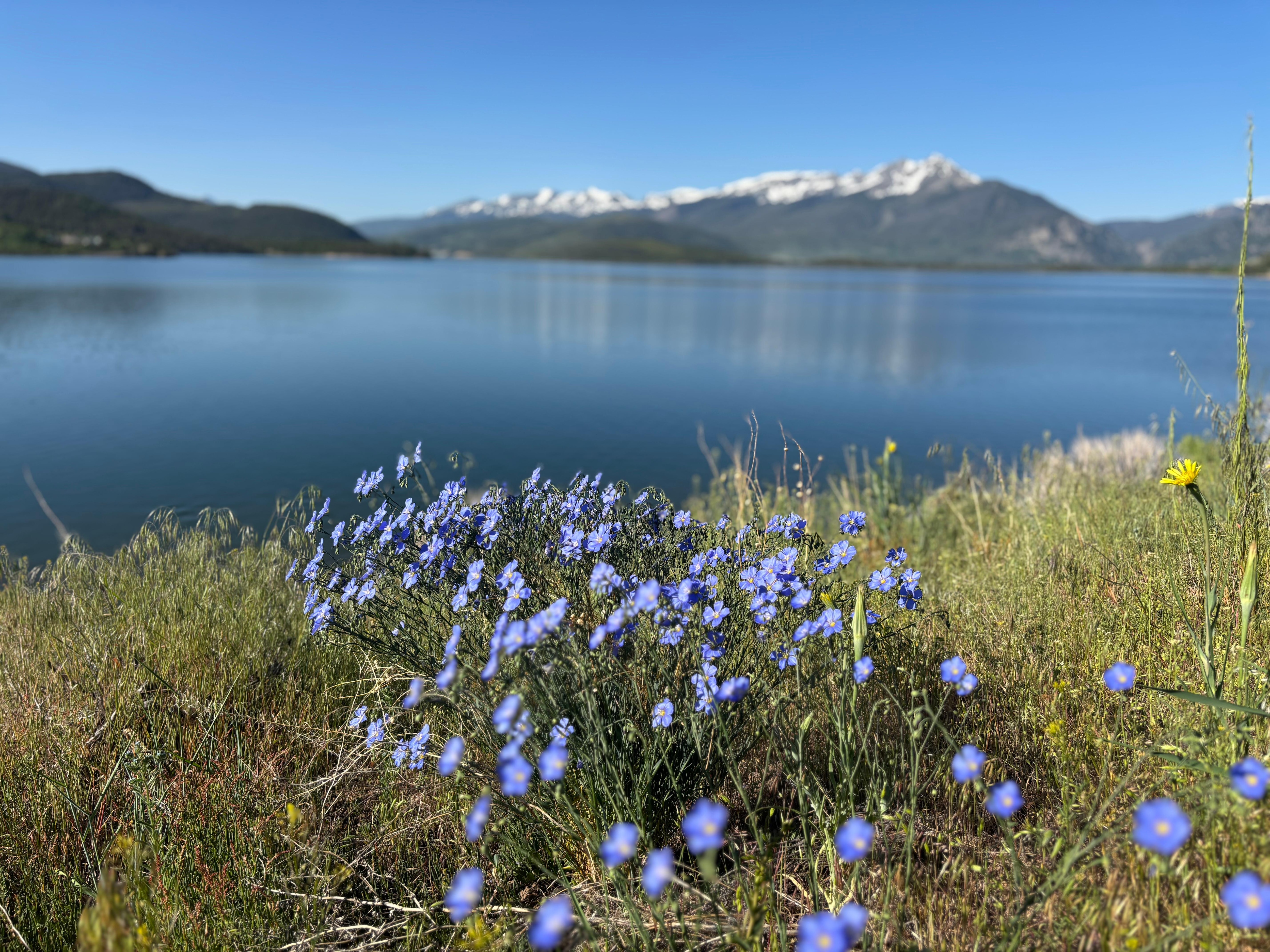 Wild flowers, lake and surrounding mountains 