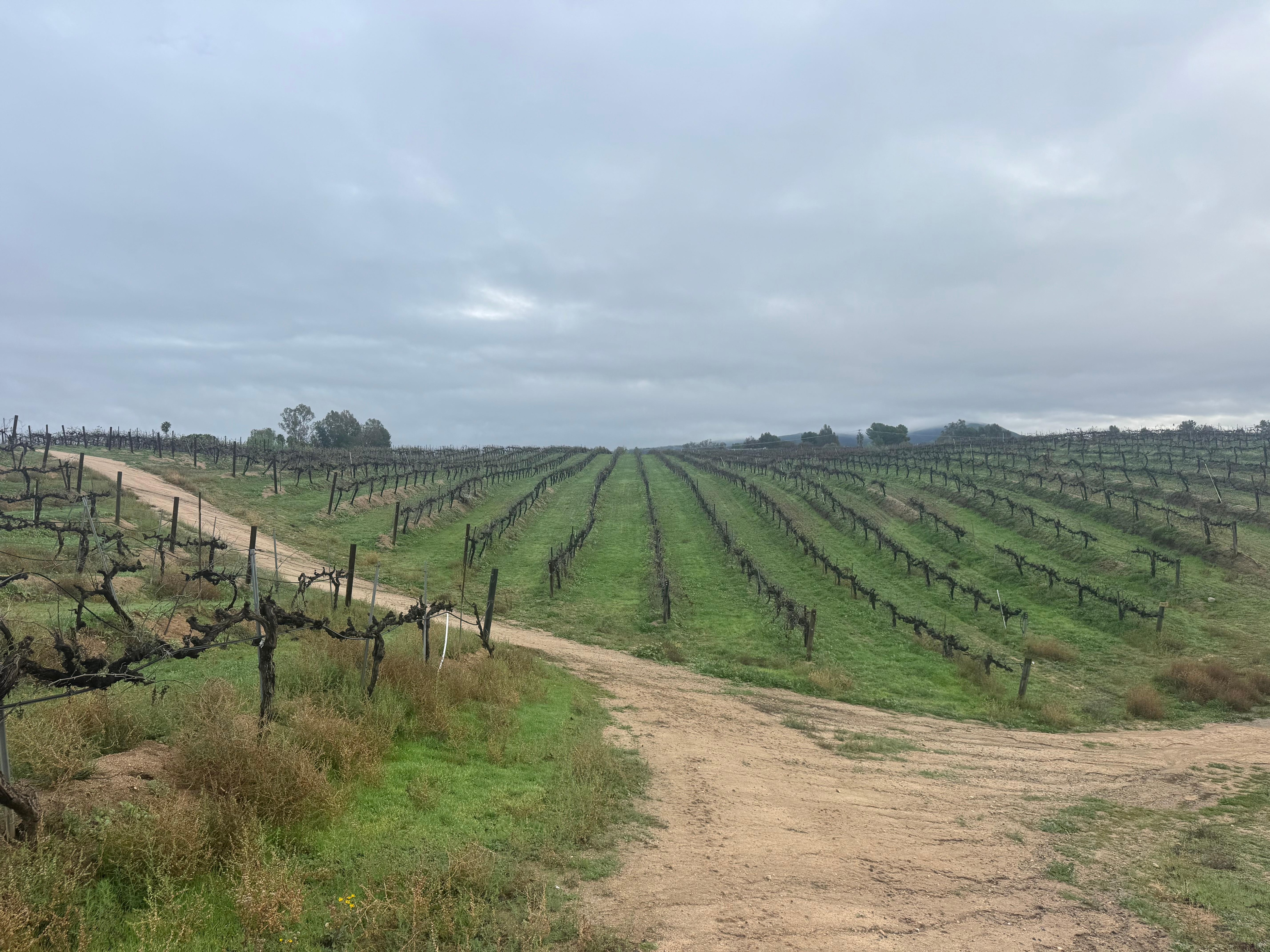 Vineyards on the property 