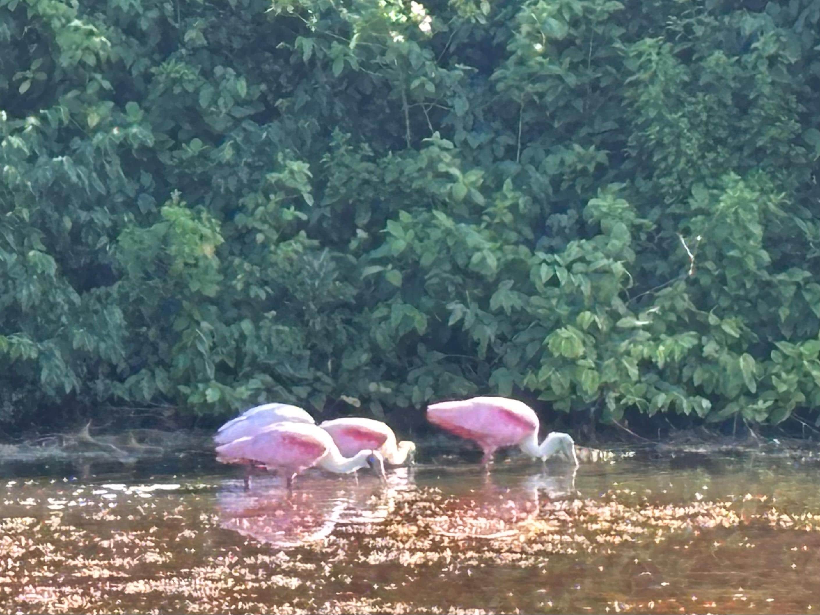 Pink spoonbills in the mornings!