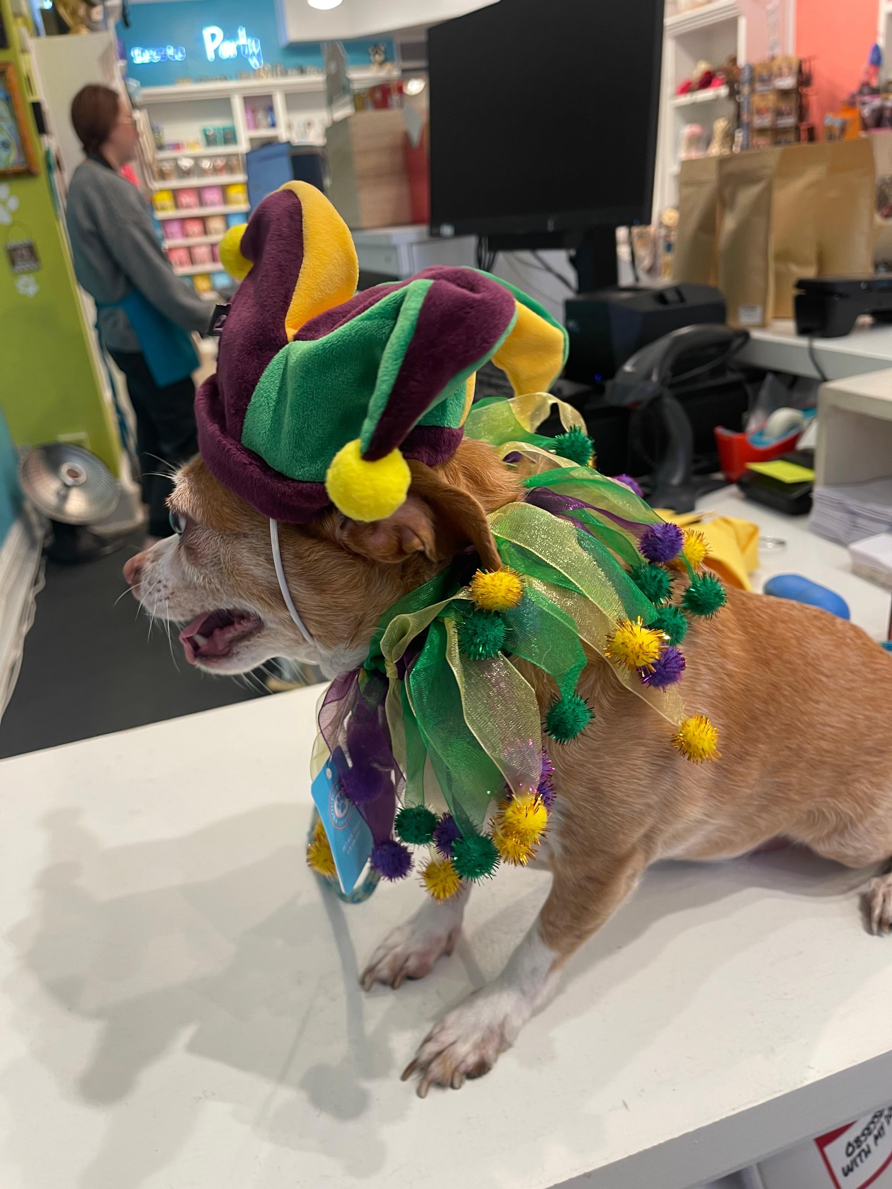 Bruno buying clothes more appropriate to New Orleans.