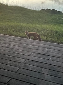 Visit from the Cascade Red Fox.