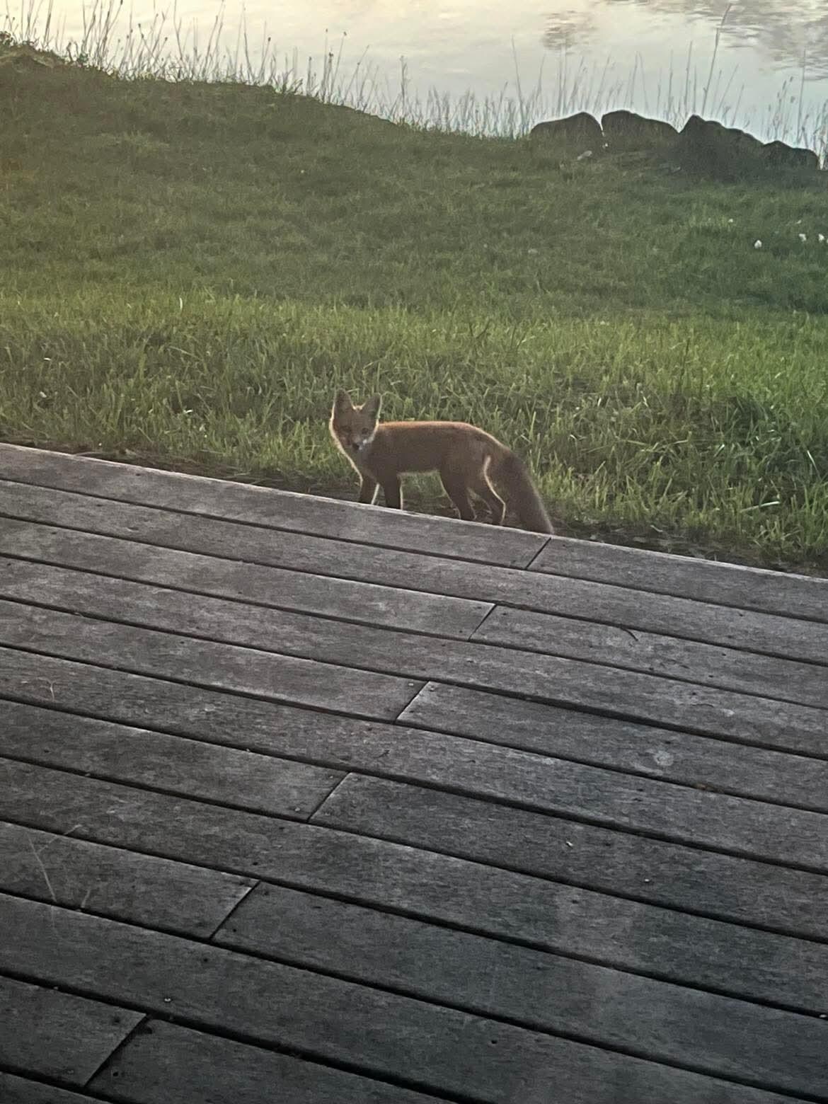 Visit from the Cascade Red Fox.