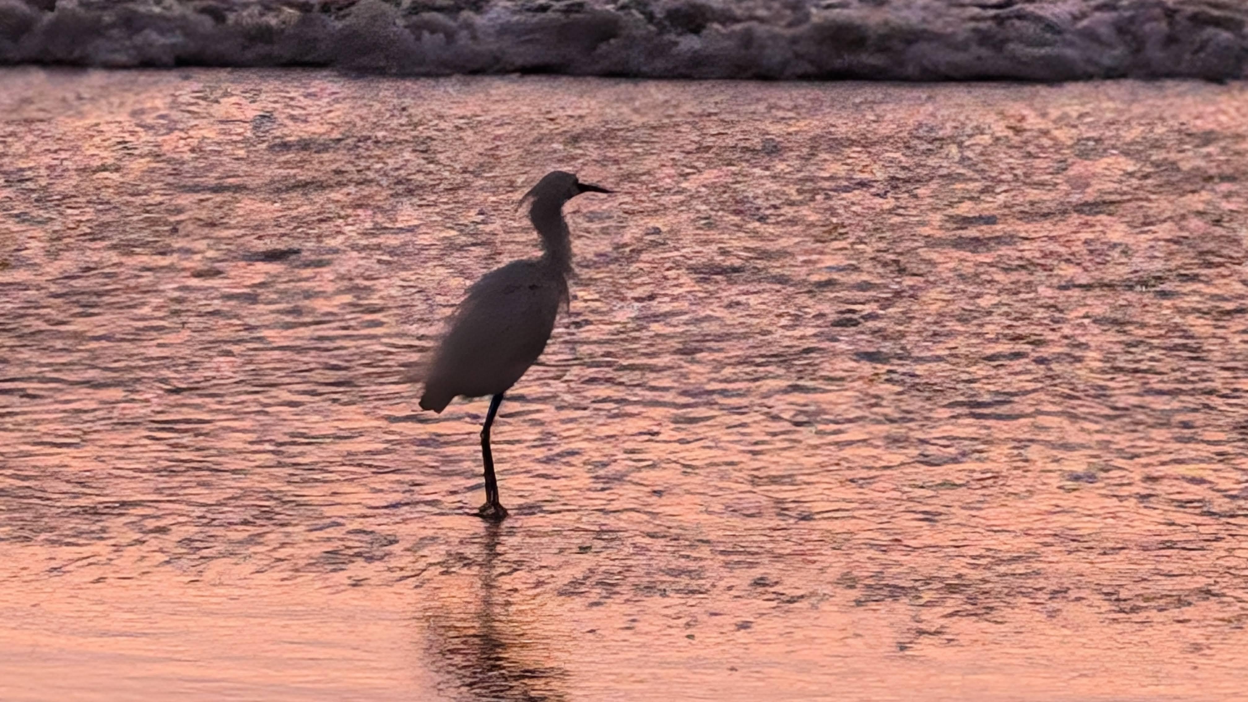 Blue Heron at sunrise
