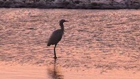 Blue Heron at sunrise
