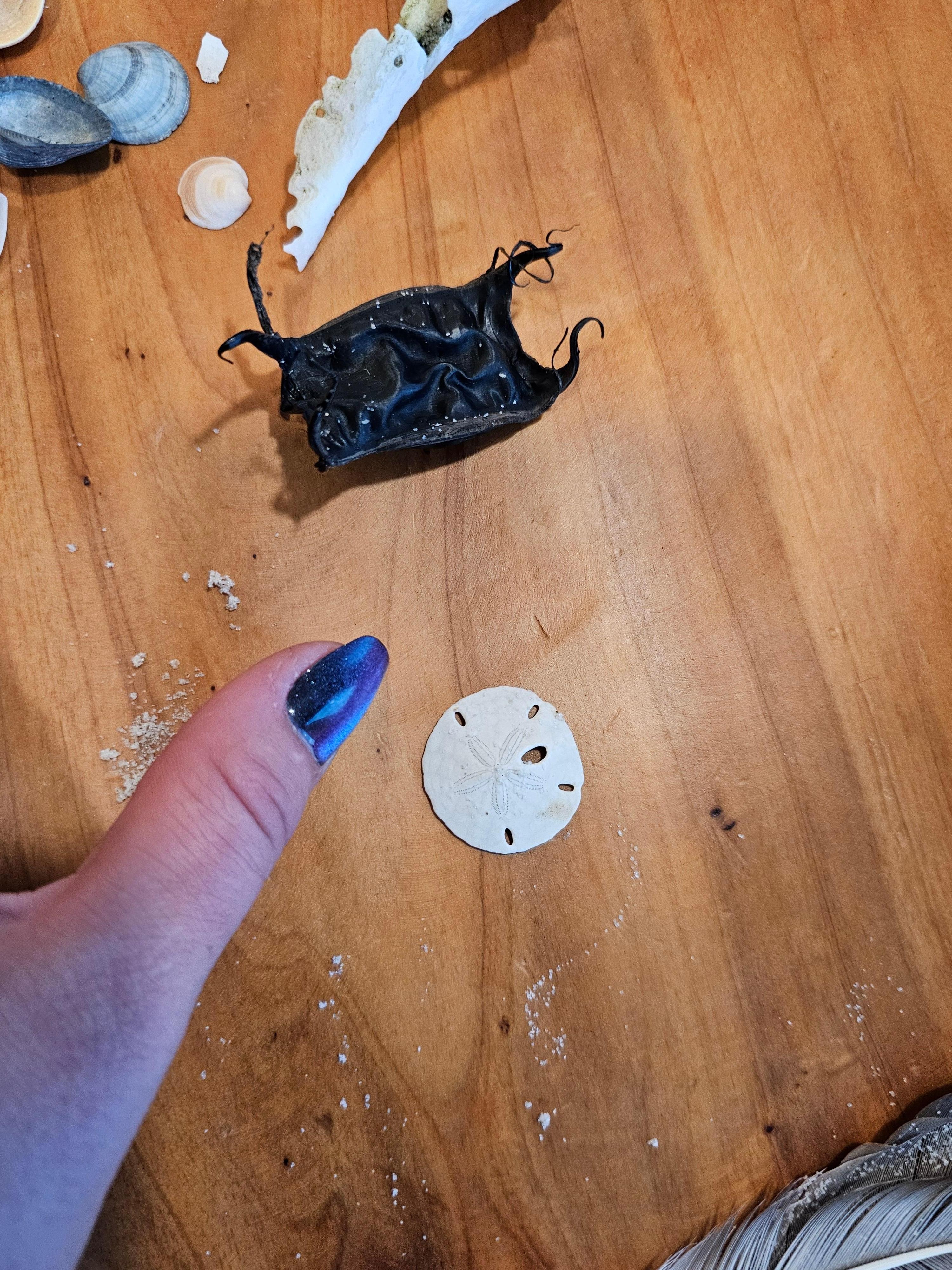 Lots of treasures just walking on the beach