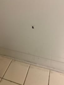 More cockroaches