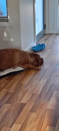 Our dog Sally, enjoyed her weekend away, as much as our family did.
