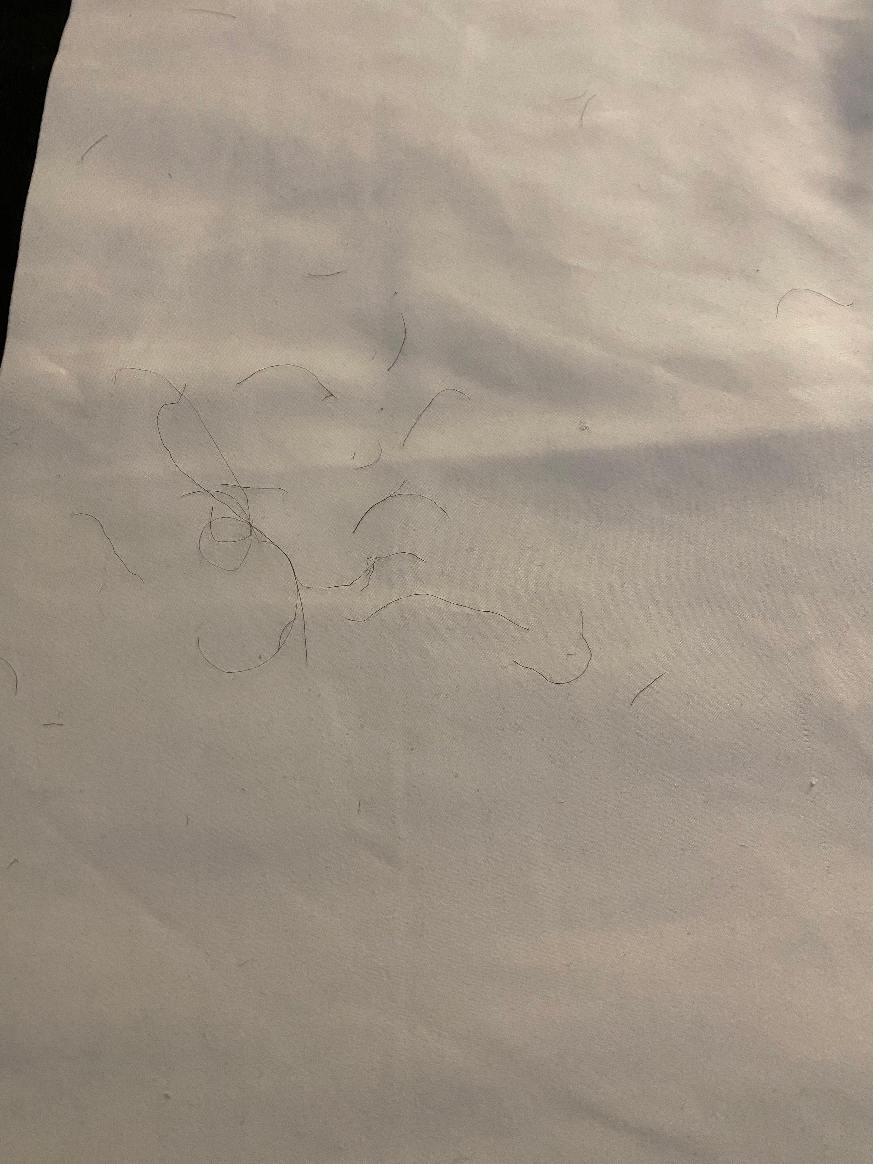 Hair in my Queen’s bed.