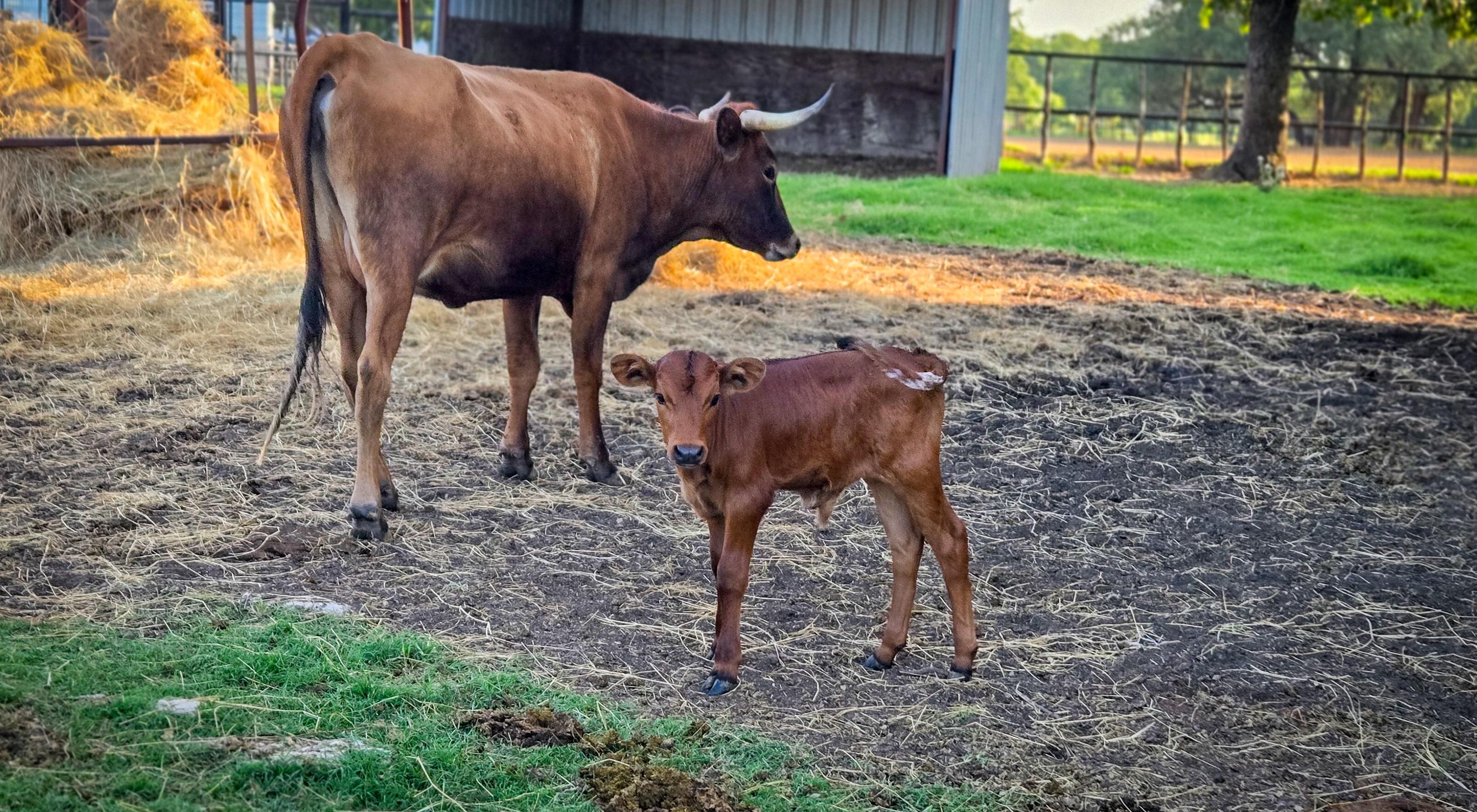 New babies! The most precious calves were there when we stayed. 