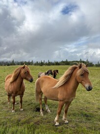 Horses on the property were lovely
