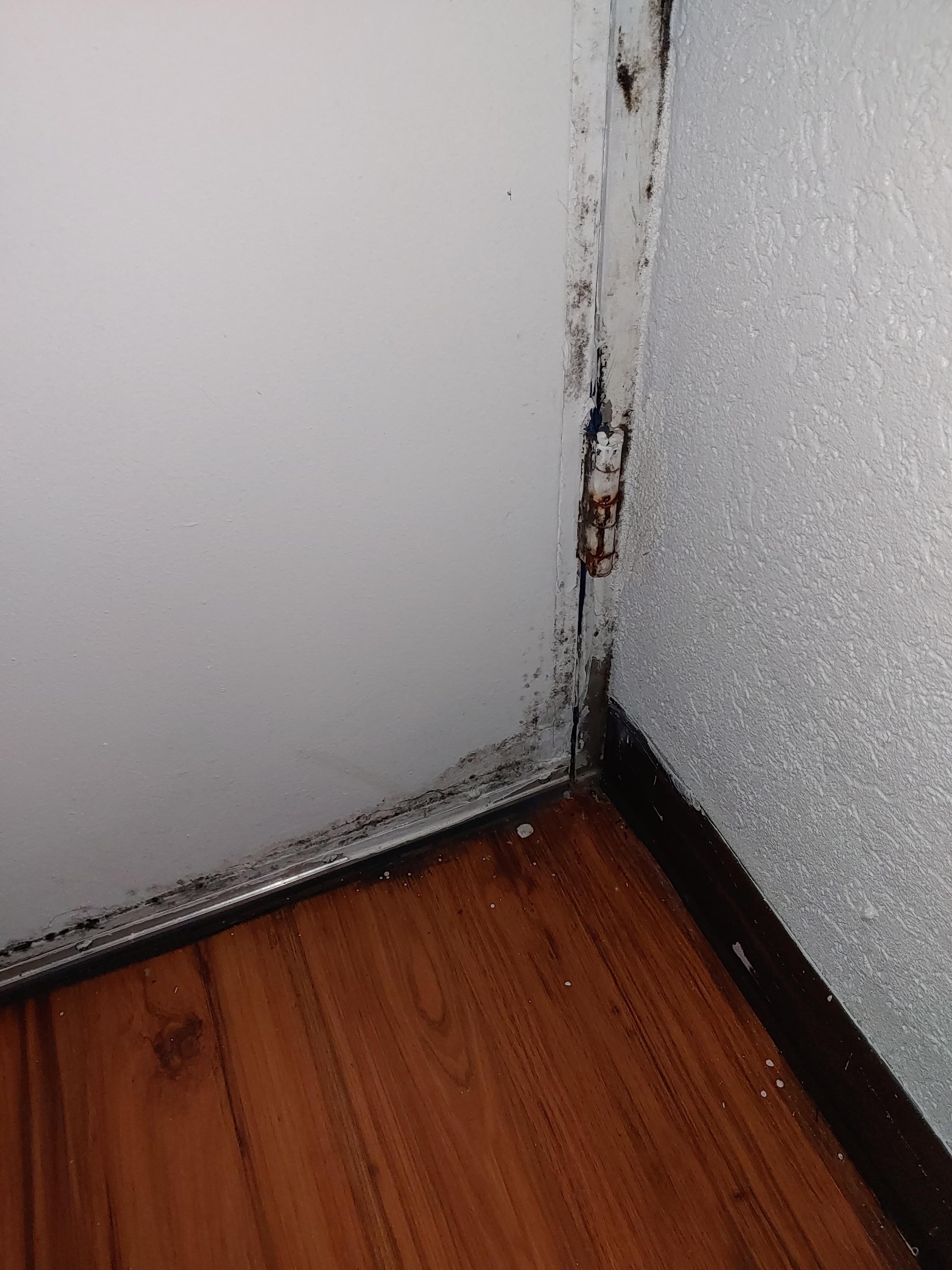 Black mold