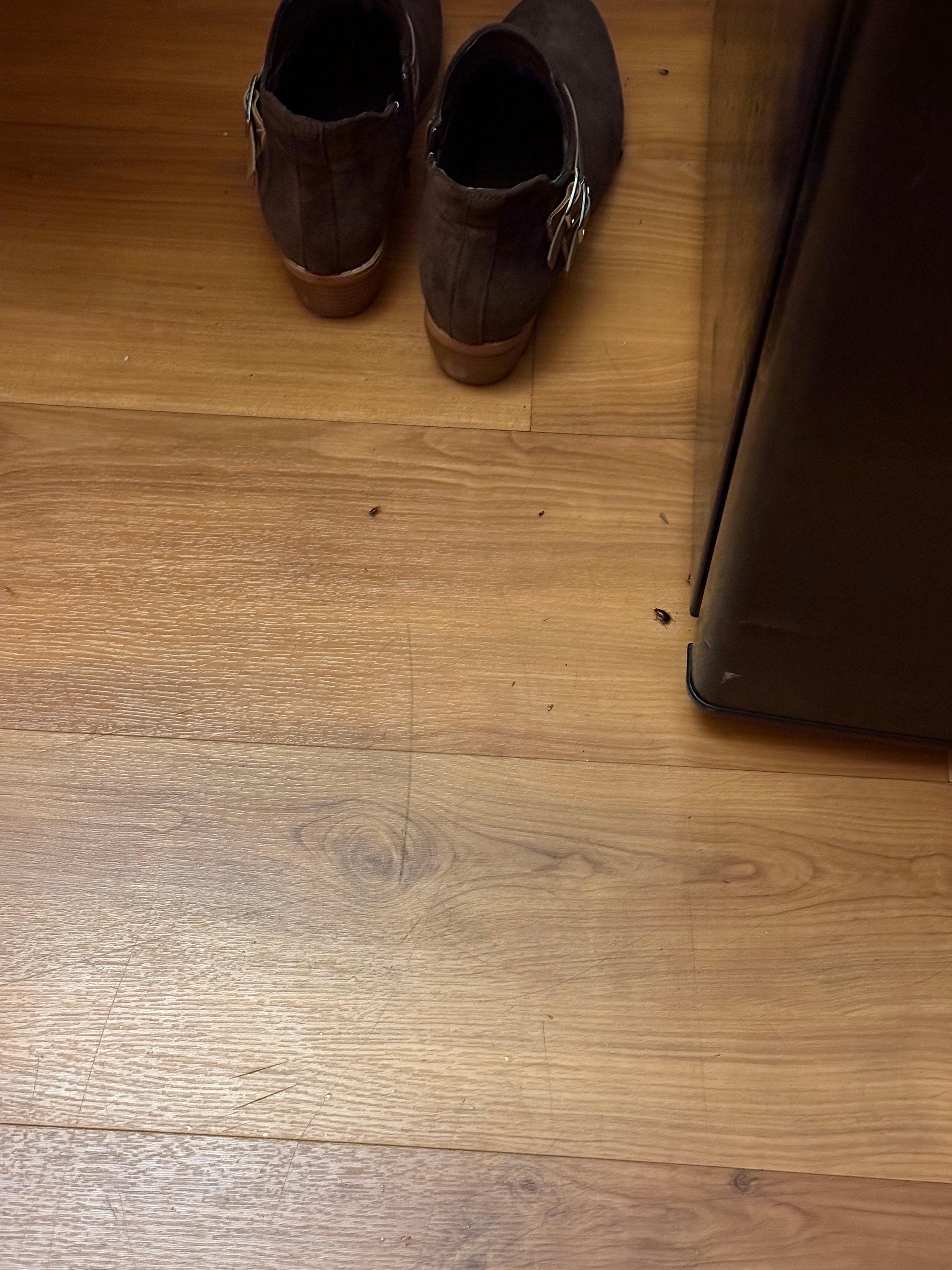 Roaches in the room running around 