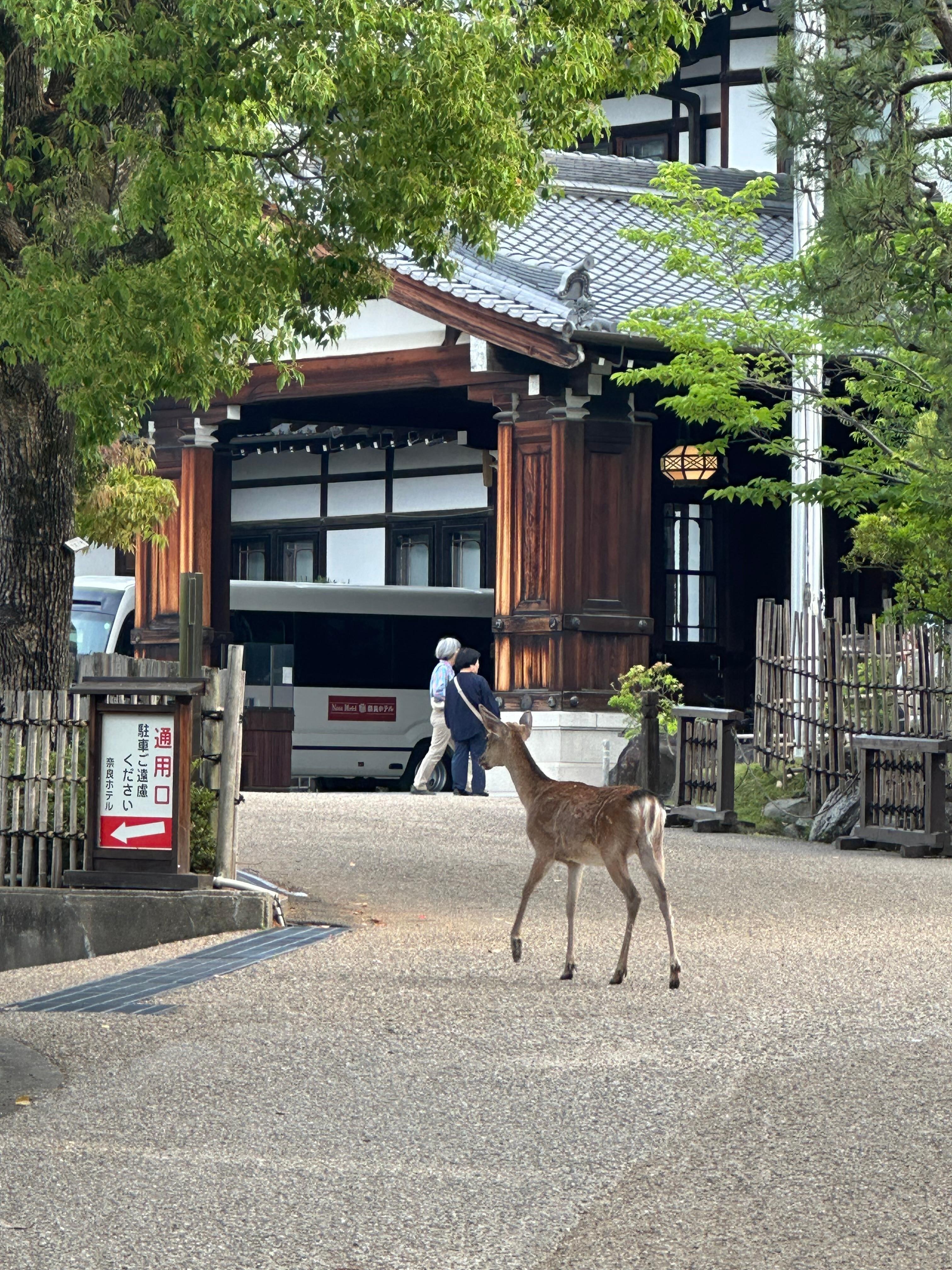 奈良です。
玄関前で鹿が散歩しています。