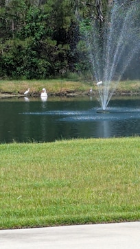 Beautiful pond