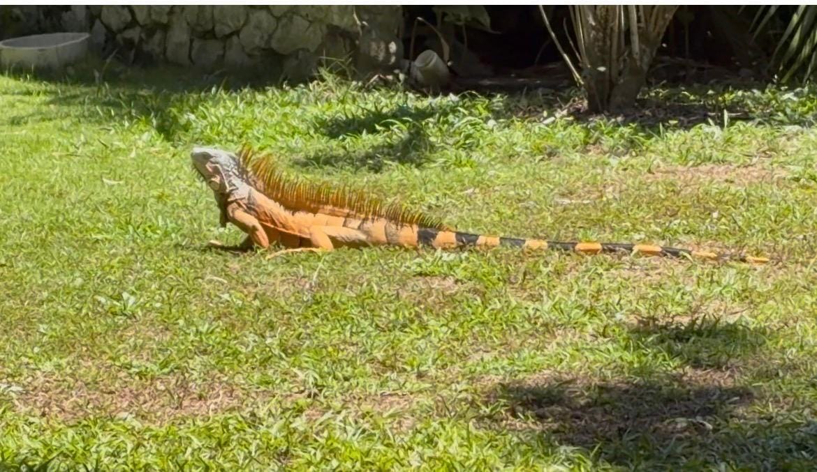 Large Iguana sunbathing near the fountain 