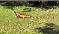 Large Iguana sunbathing near the fountain
