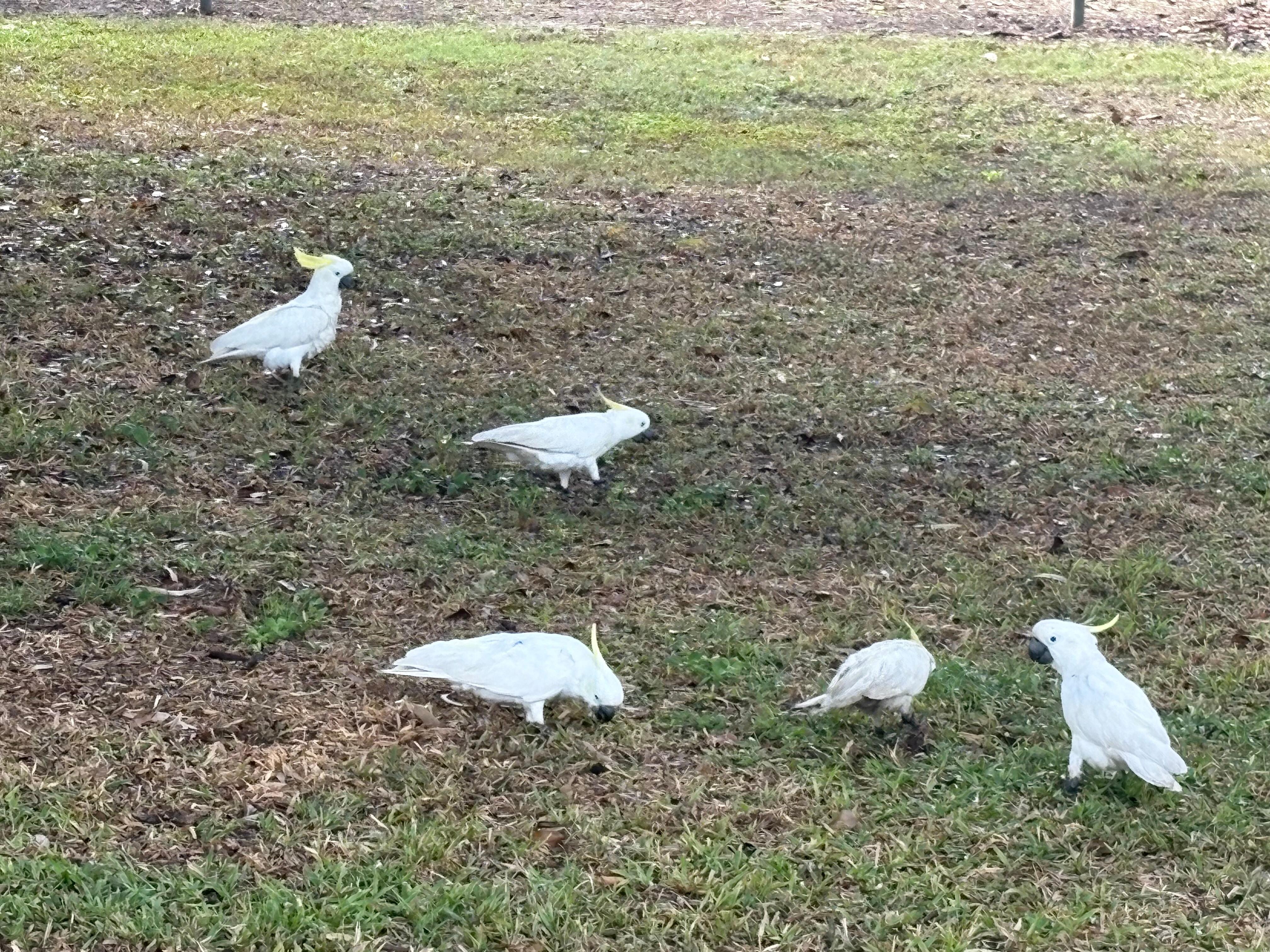 Gorgeous parrots outside the motel 