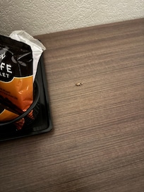 Roach on room desk