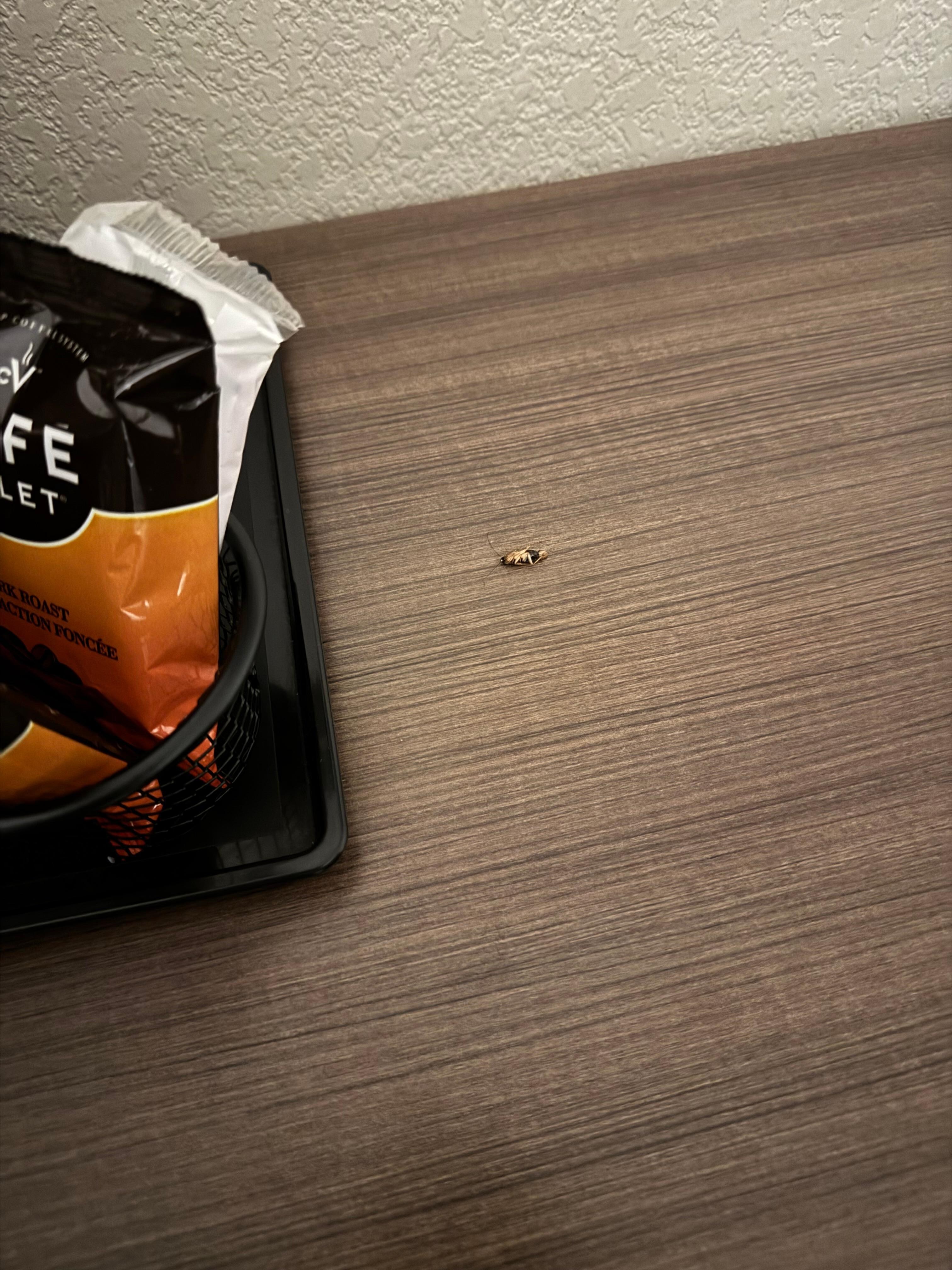 Roach on room desk