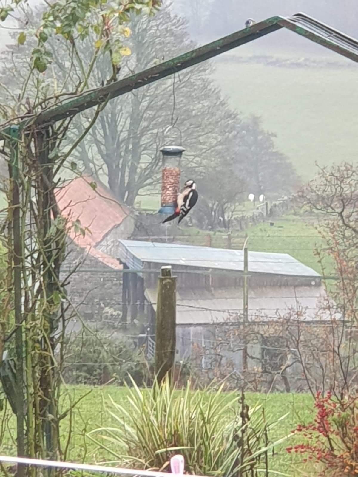 A Woodpecker at Woodpeckers Cottage