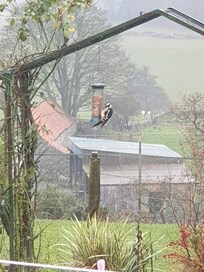 A Woodpecker at Woodpeckers Cottage