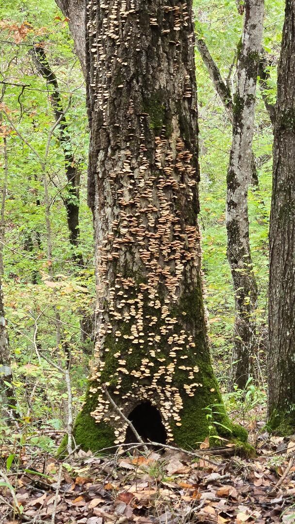 Tiny mushrooms on tree.