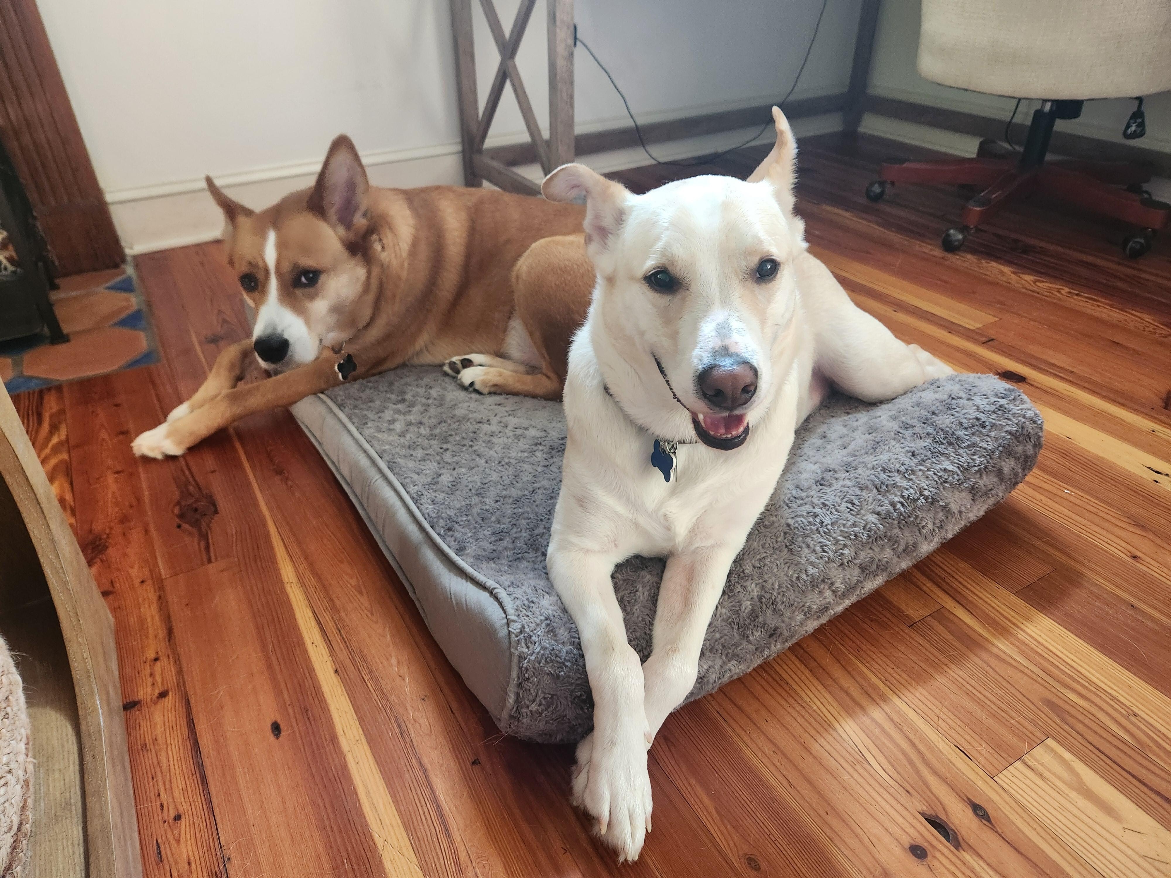 Omar & Orion enjoyed the cottage!