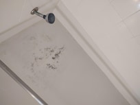 Appears to be black mold.