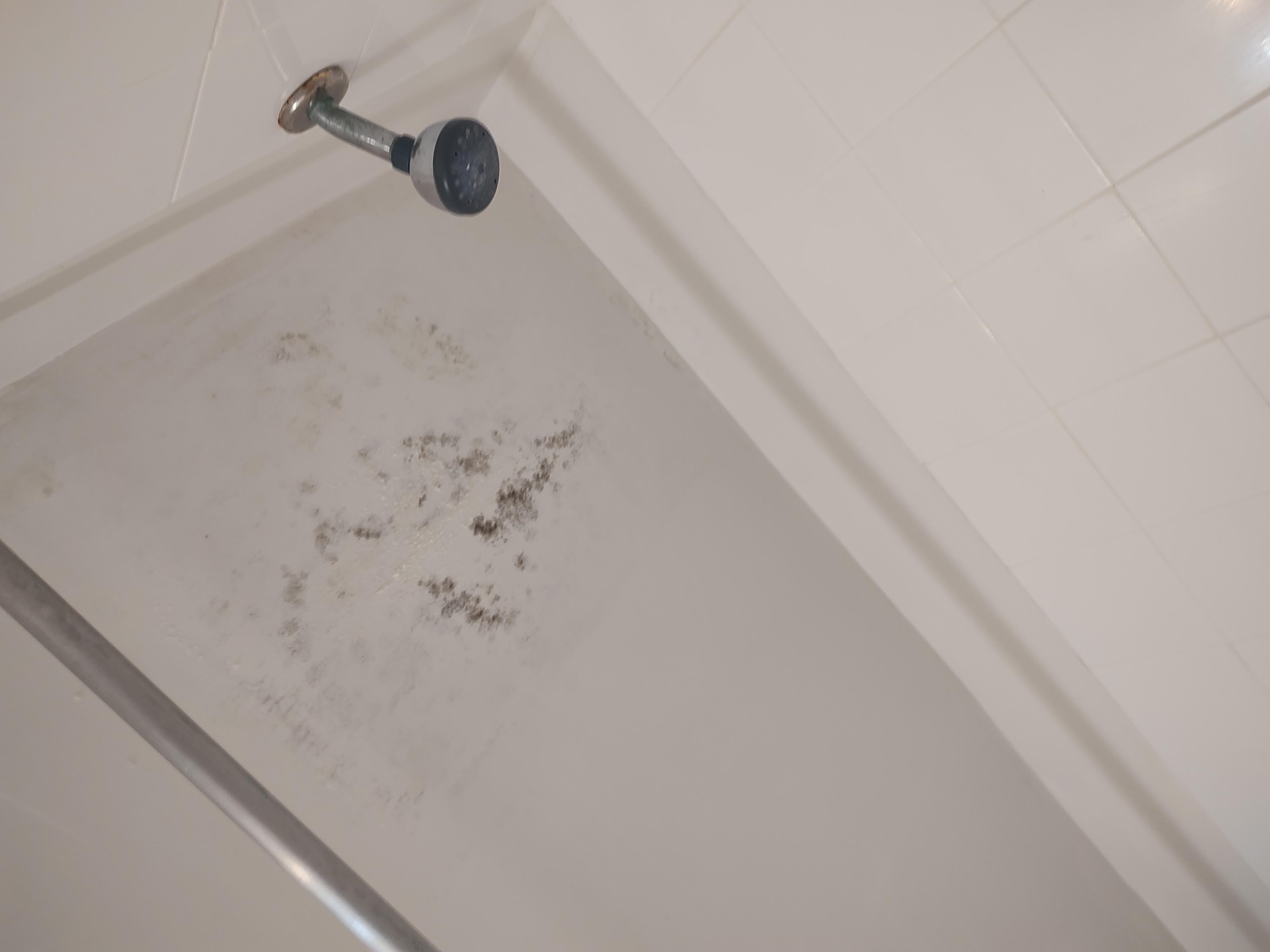 Appears to be black mold.