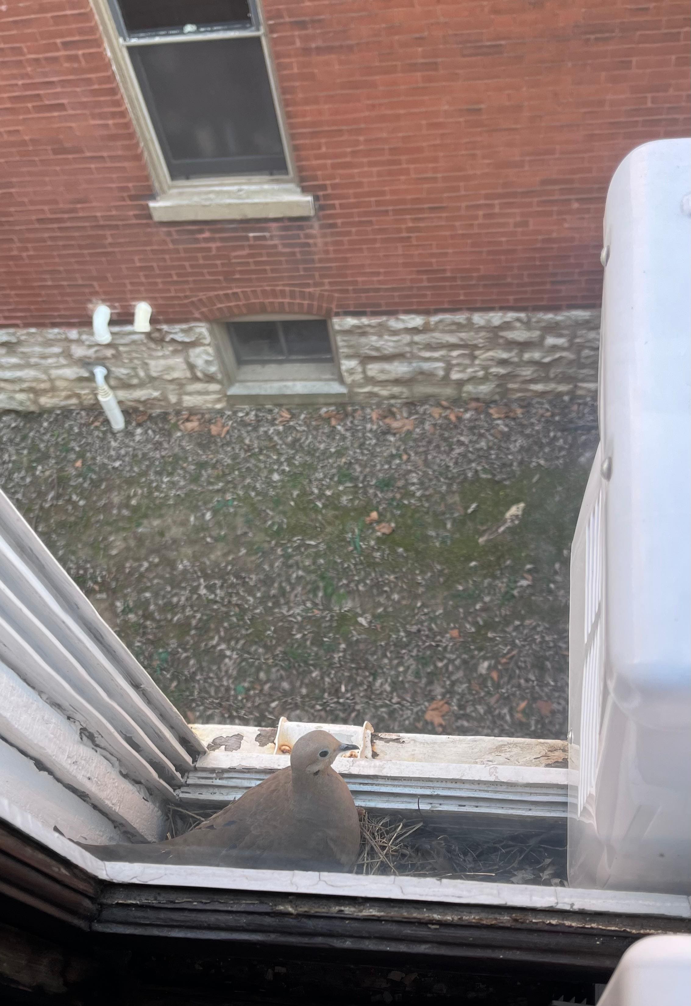 Lovely mourning dove in the window sill