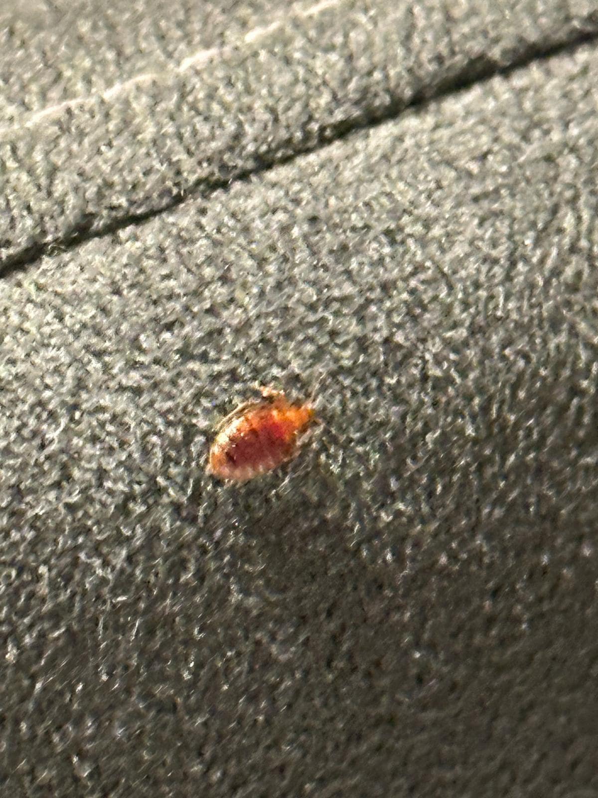Beds bugs in room on 3rd floor 