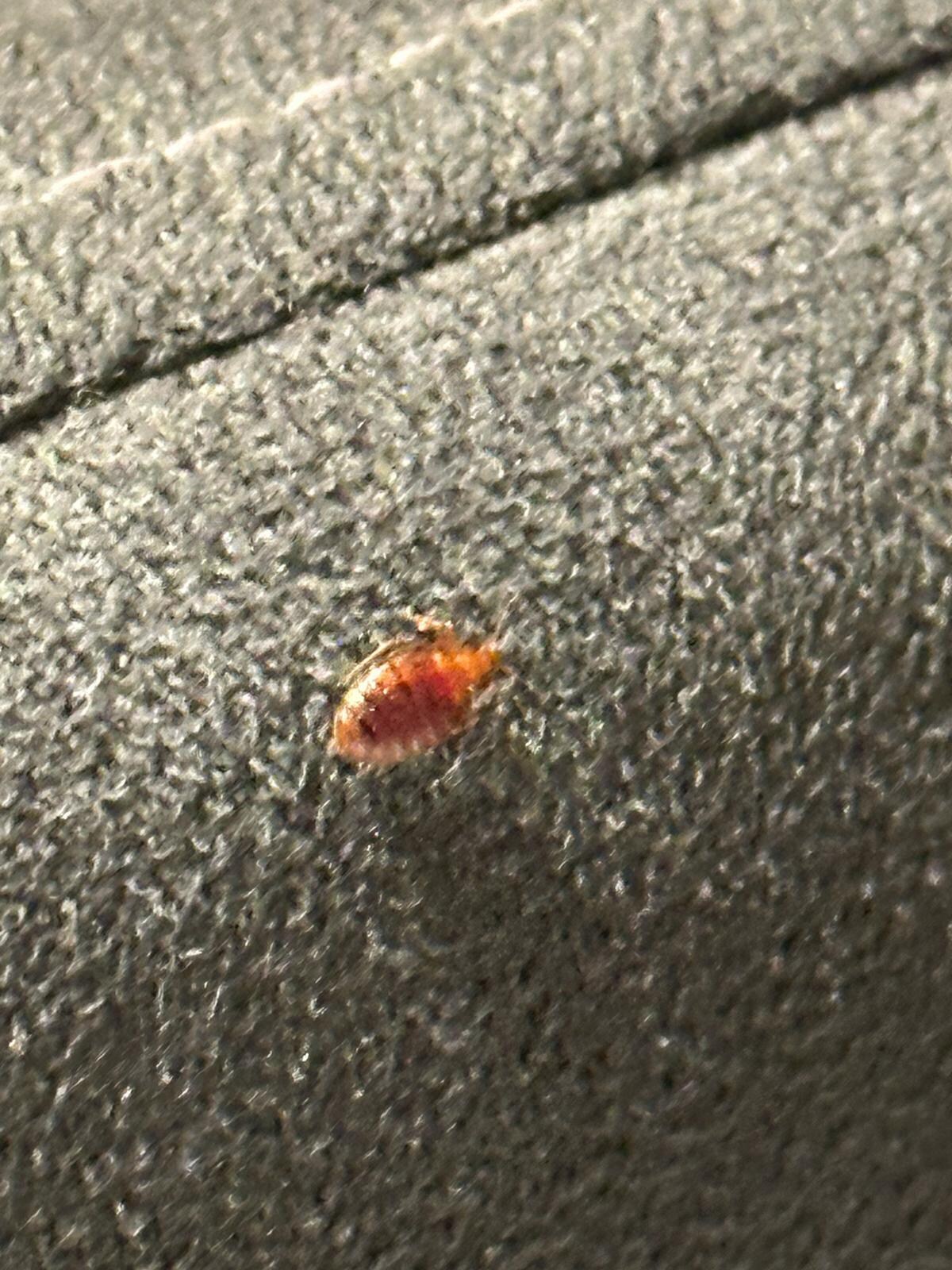 Beds bugs in room on 3rd floor 
