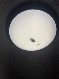 Roaches in the light fixture