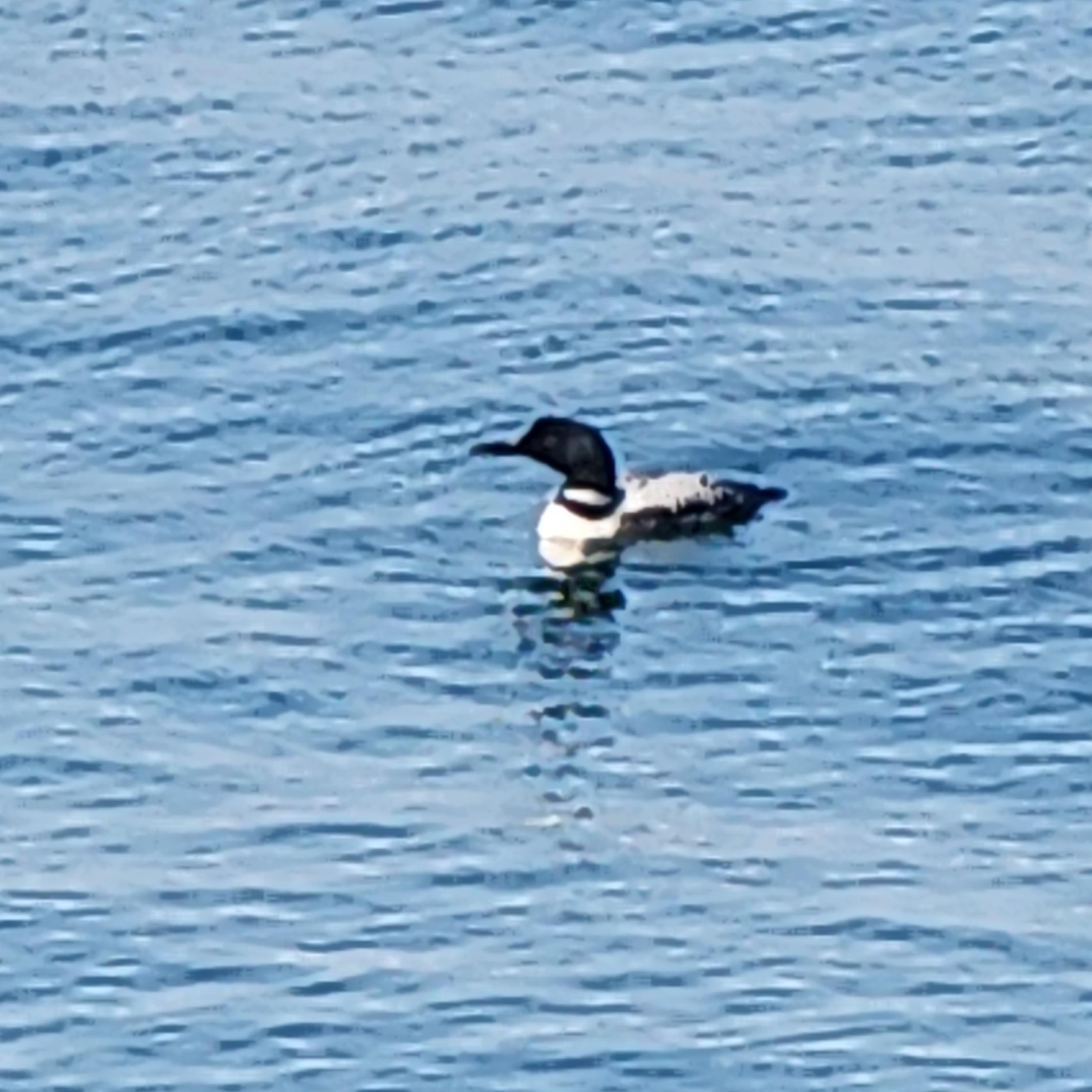 this fellow was right out front with a friend, most mornings.