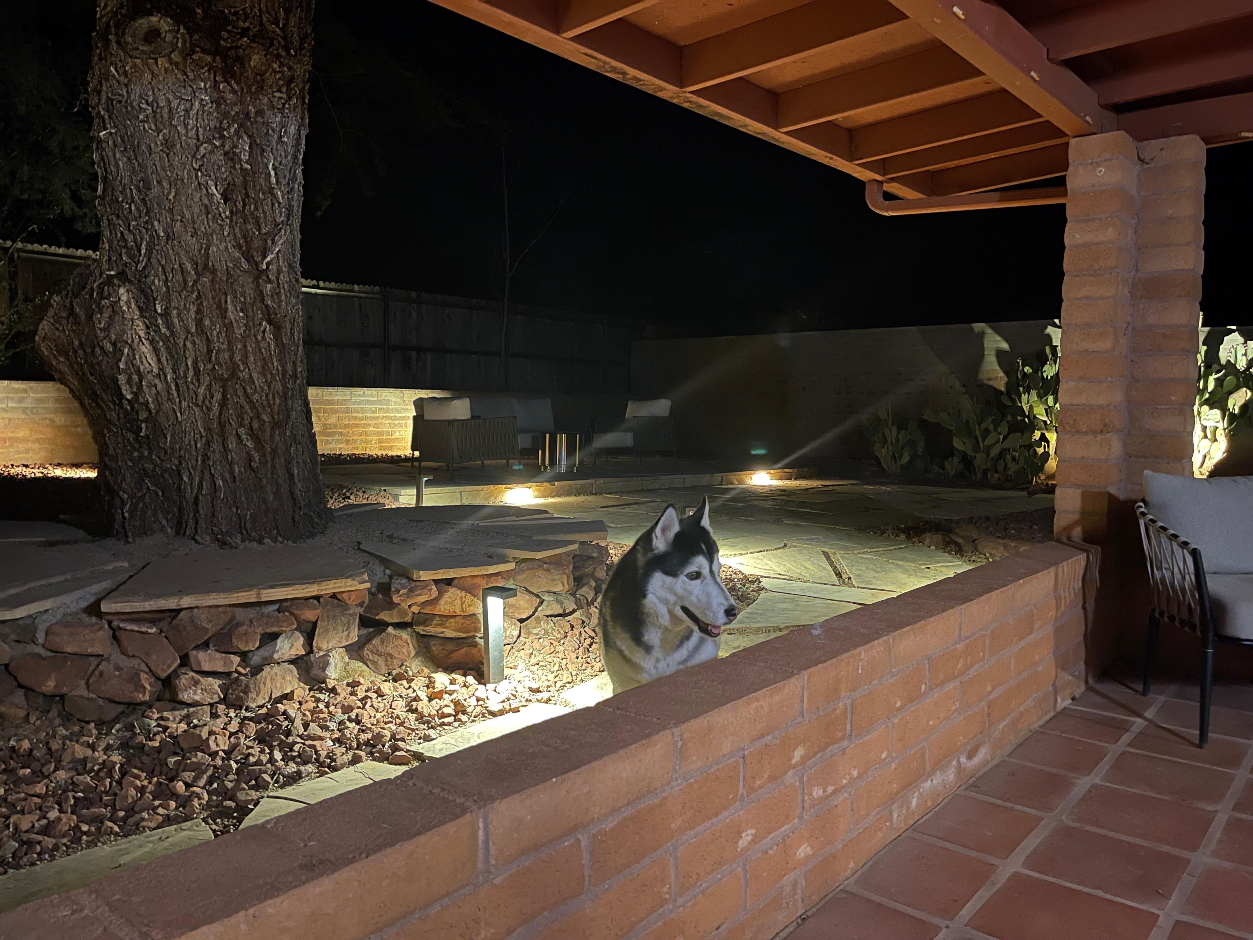 Fenced in back yard was a welcome area for our senior Husky!