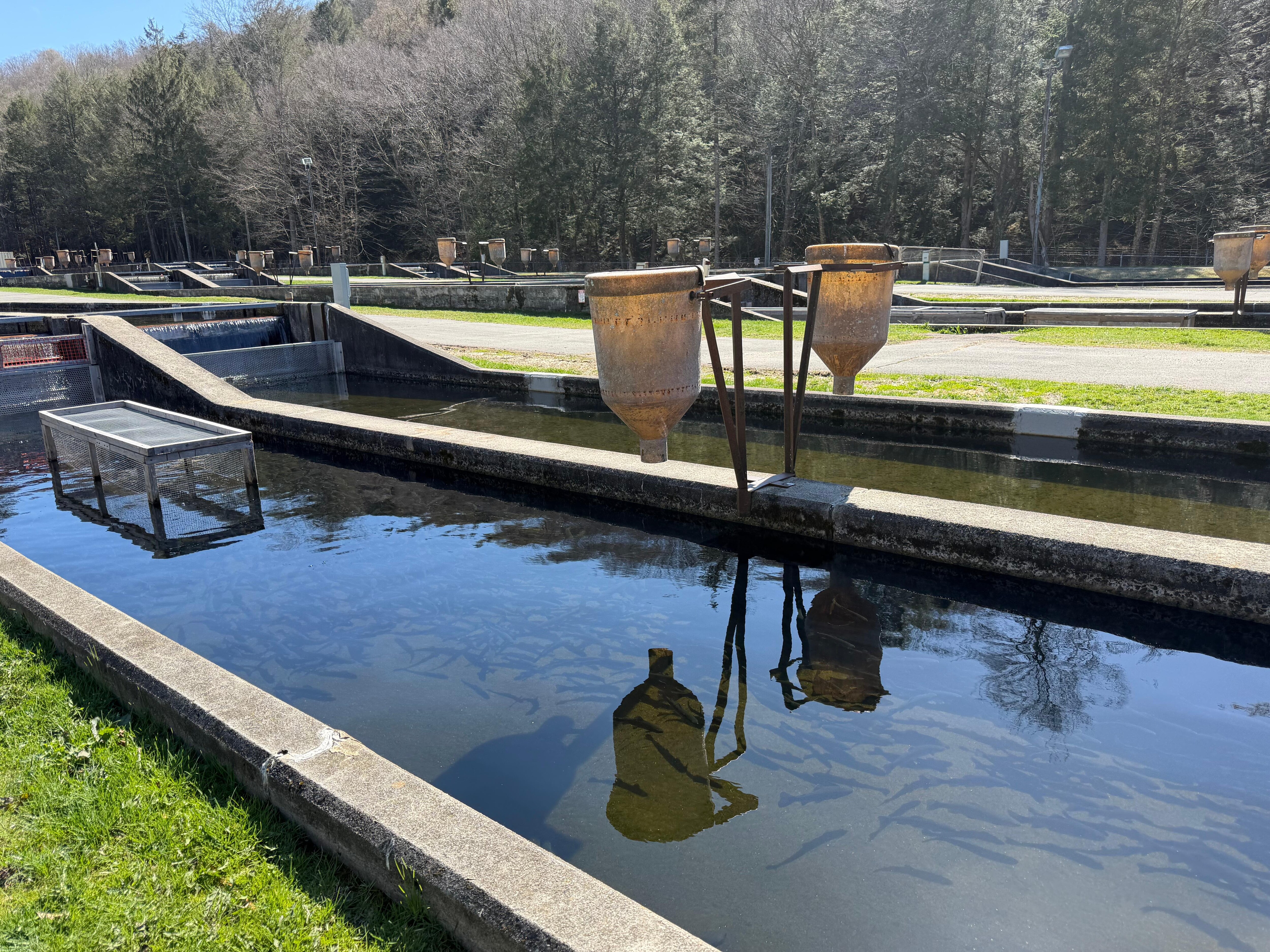 Trout hatchery