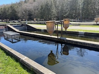Trout hatchery