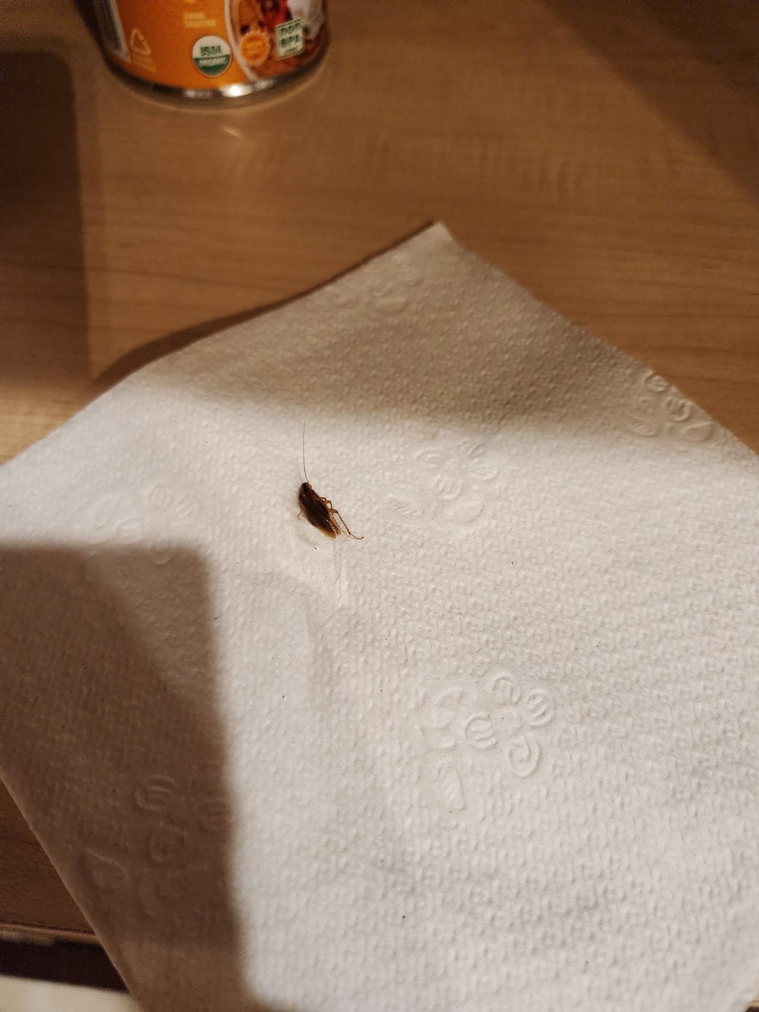 Roach in cabinet