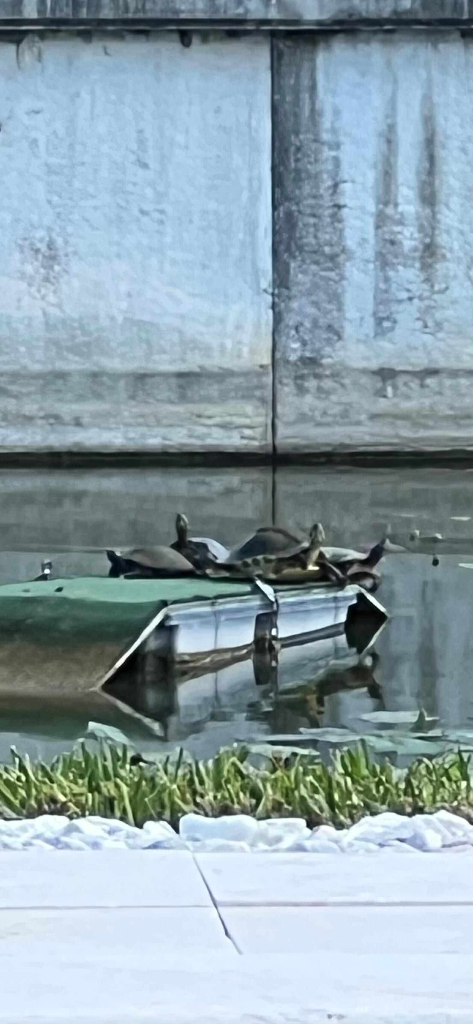 Turtles relaxing 
