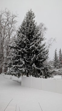 Lovely winter pine view from covered side porch.