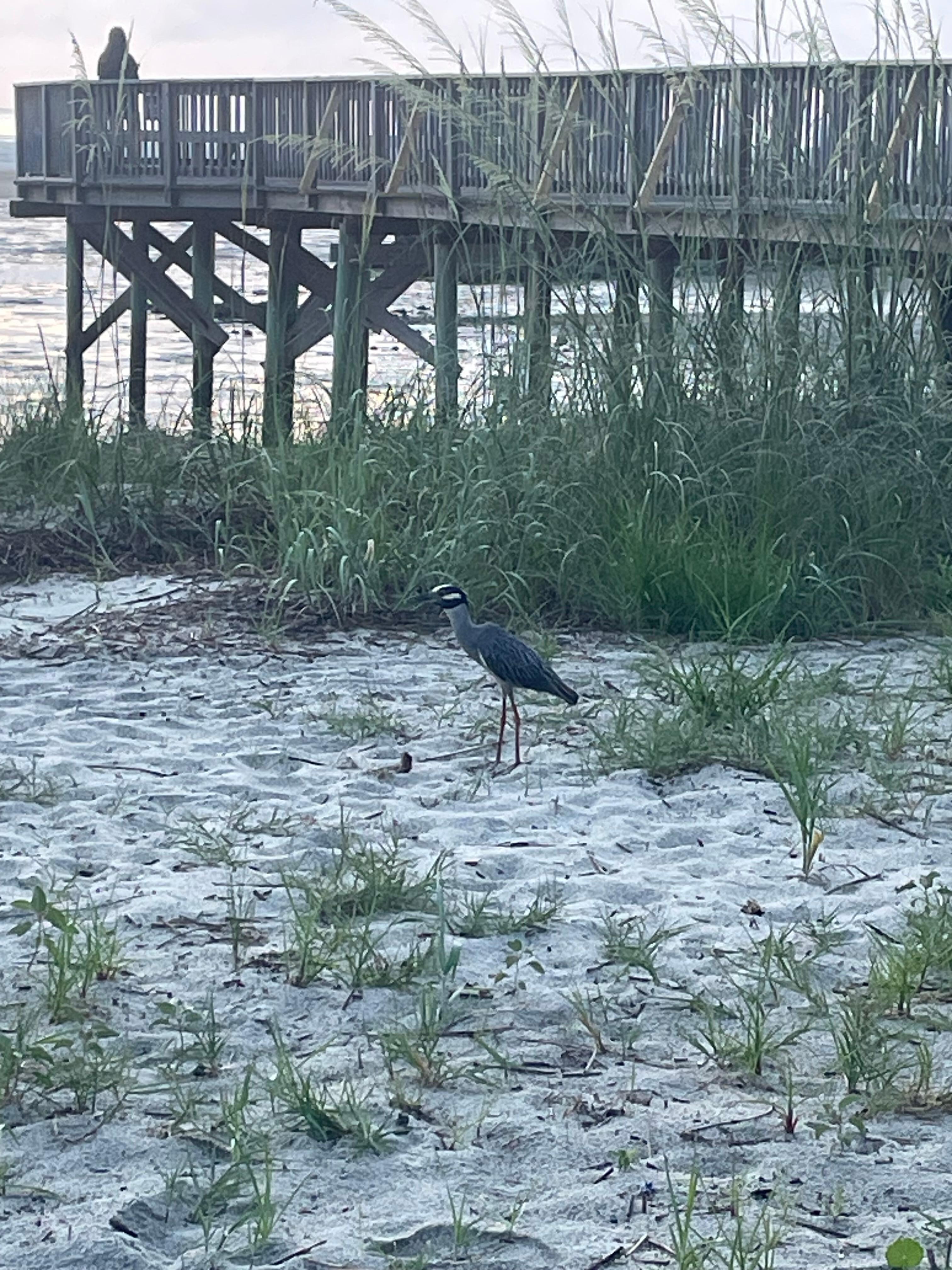 Our first morning,  taken at the beach by the condo property!  