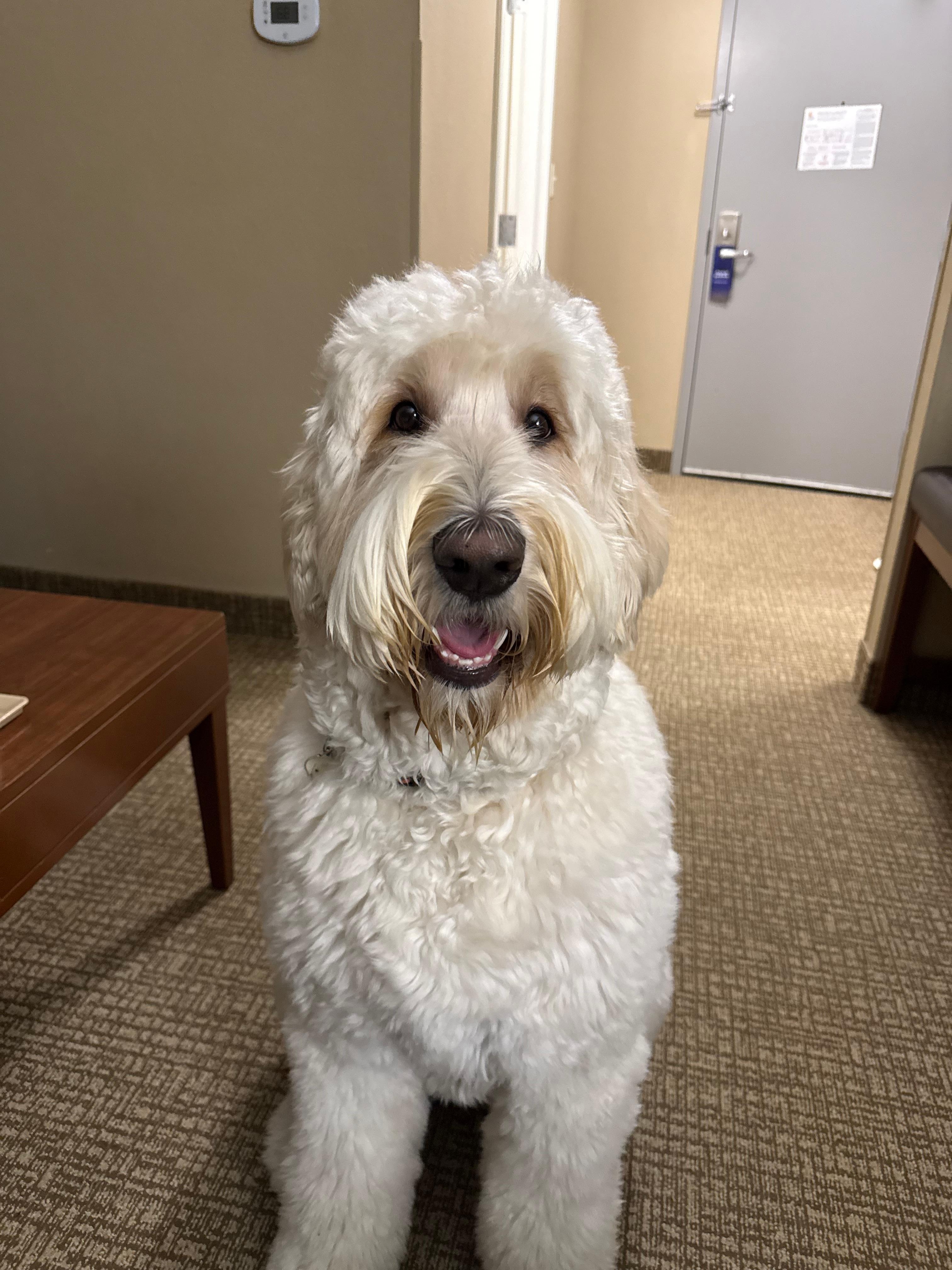 Dog friendly! Wonderful experience 