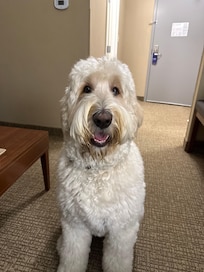 Dog friendly! Wonderful experience