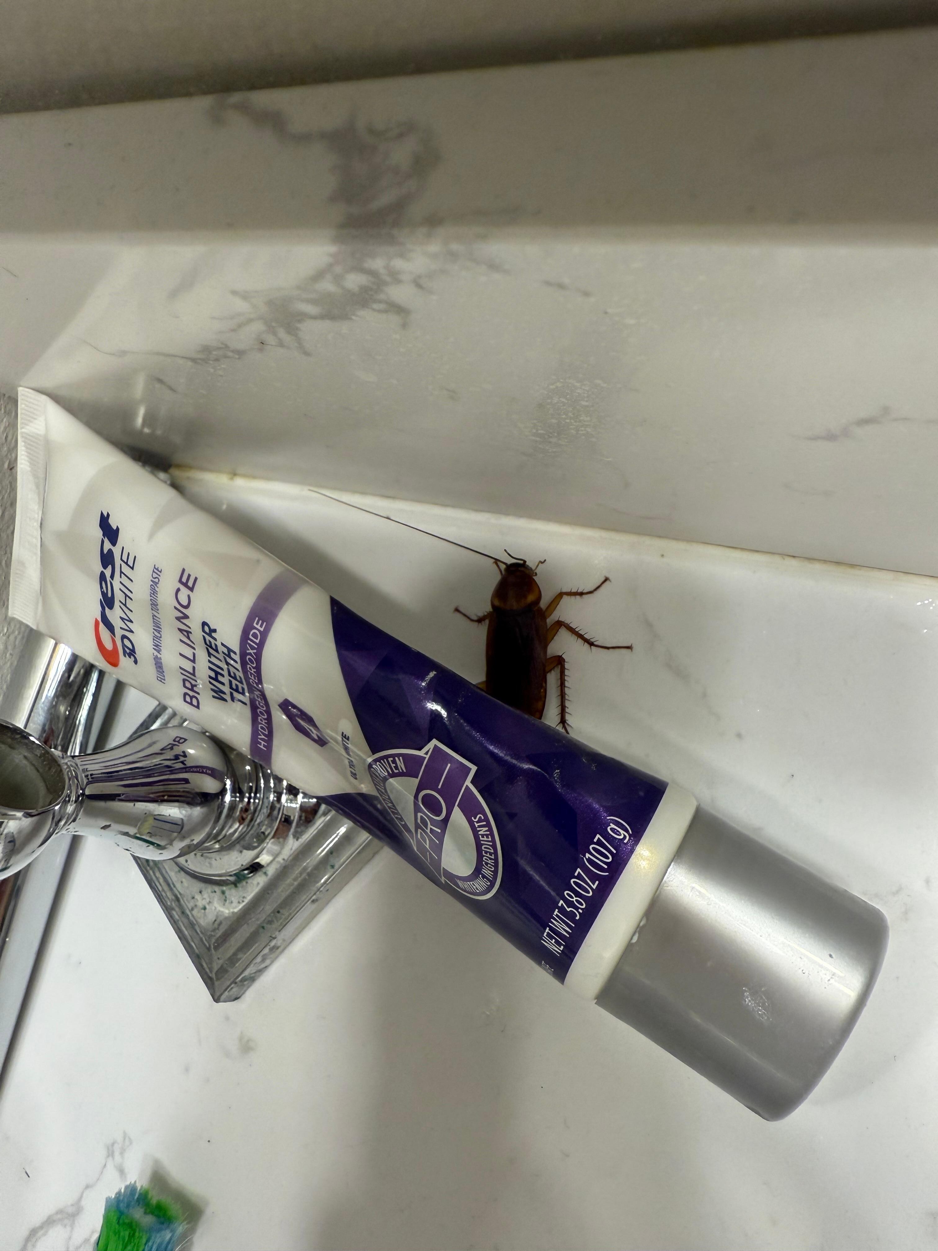 Cockroach in bathroom