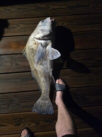 Not a keeper but fun to catch