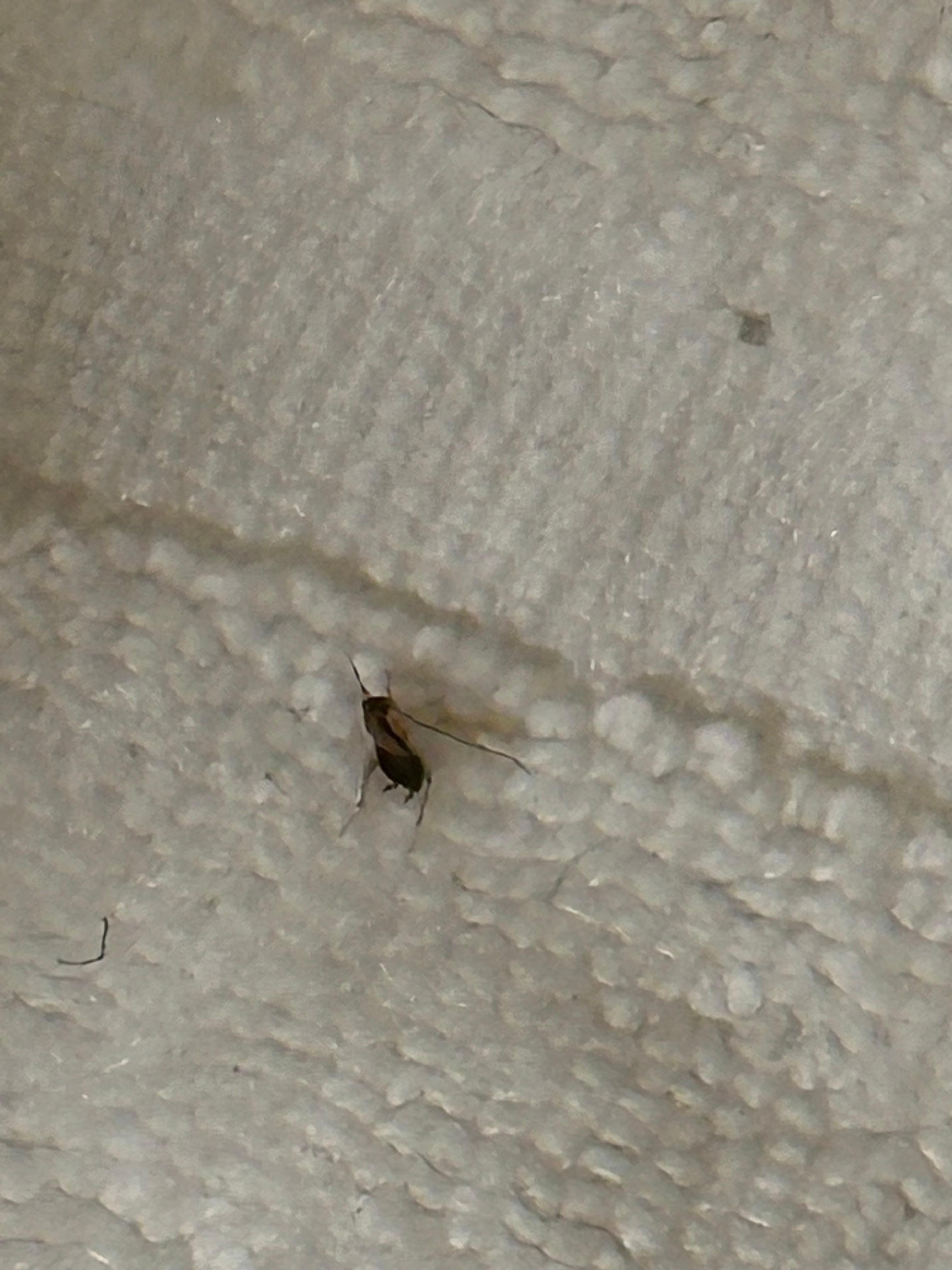 Roaches in room