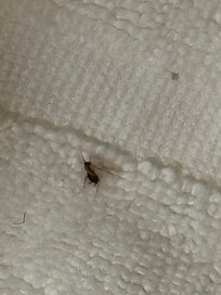 Roaches in room