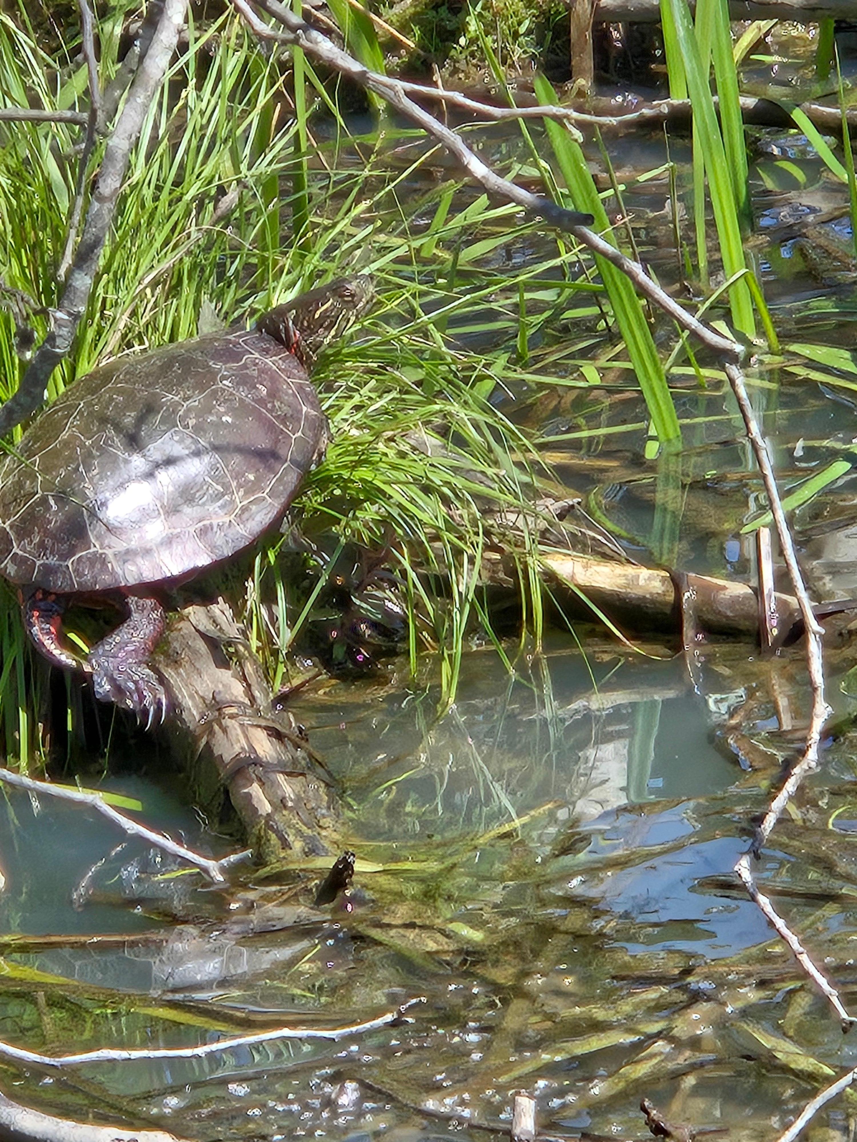 Small Turtle