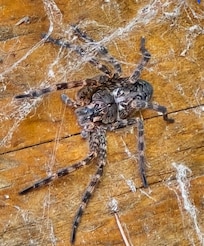 Wolf spider on corn hole board